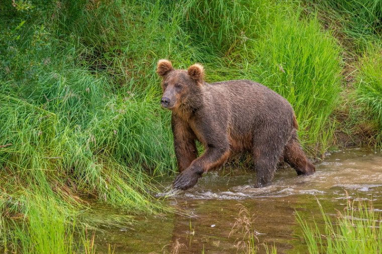 146 Katmai NP, bruine beer.jpg